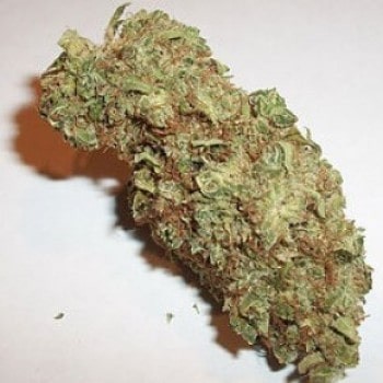 Jedi Kush (Cali Connection)